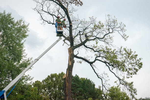 How Our Tree Care Process Works  in  Rio Grande, OH