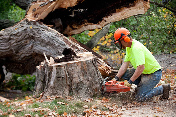 Best Tree Health Inspection  in Rio Grande, OH